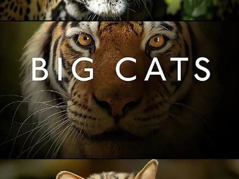 大猫哥(大猫哥哥我破产了的英语) 大猫哥(大猫哥哥我破产了的英语)