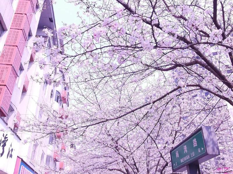 sakurafrp樱花官网;sakura樱花图片 sakurafrp樱花官网;sakura樱花图片
