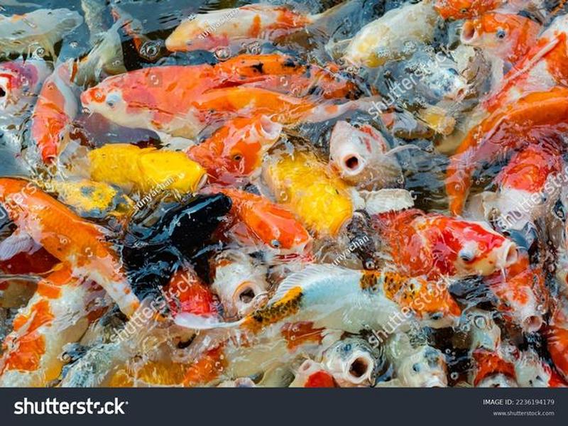 pondfish怎么注册 - 怎么注册poseidongames账号 pondfish怎么注册 - 怎么注册poseidongames账号