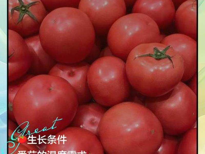 tomato种植注意事项,tomato plant tomato种植注意事项,tomato plant
