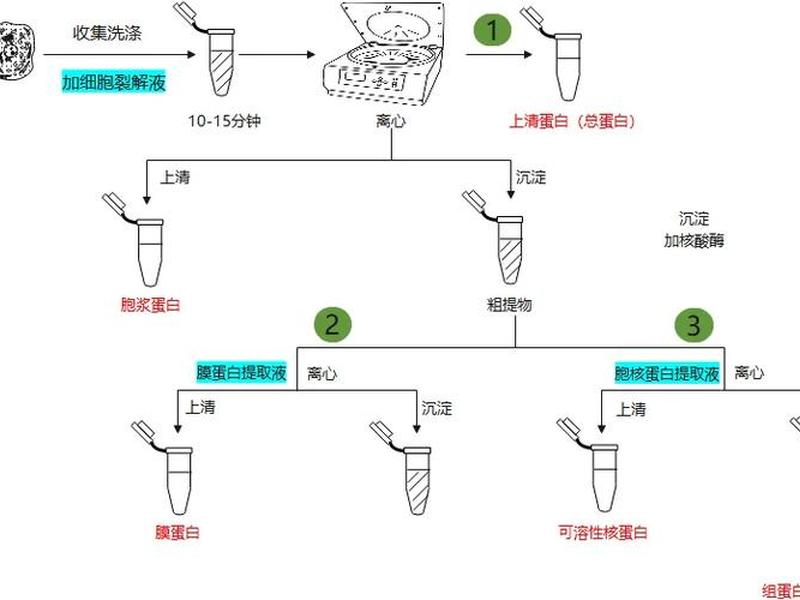 wb怎么做；wb怎么做图