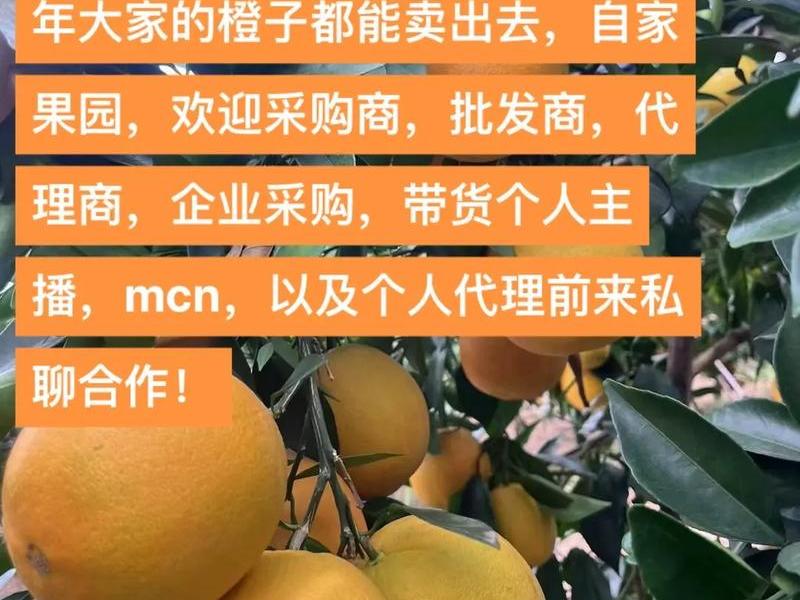 今日头条大橙子、今日头条大橙子怎么赚钱