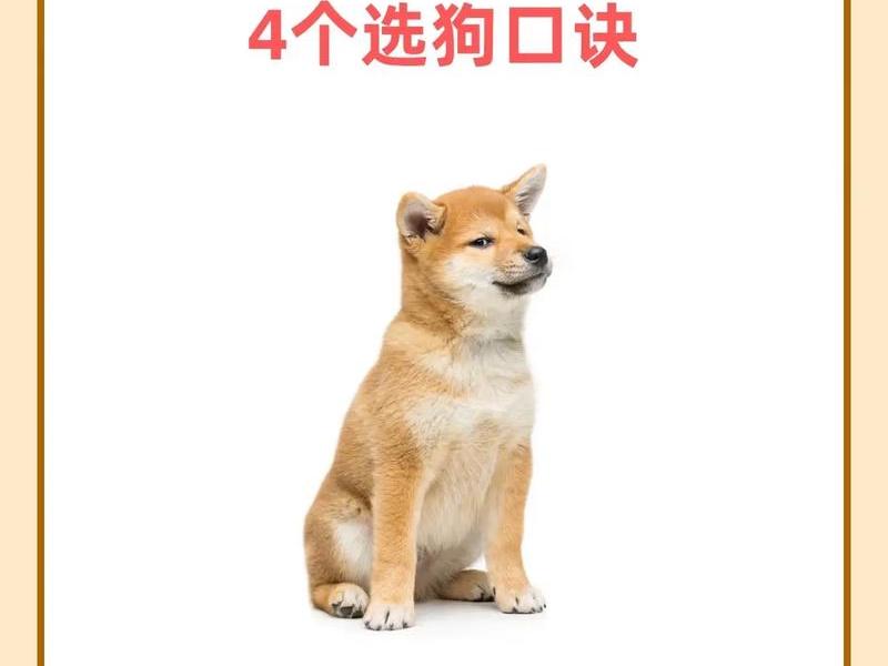 狗爹在网络中的流行用法;狗爹官网 狗爹在网络中的流行用法;狗爹官网