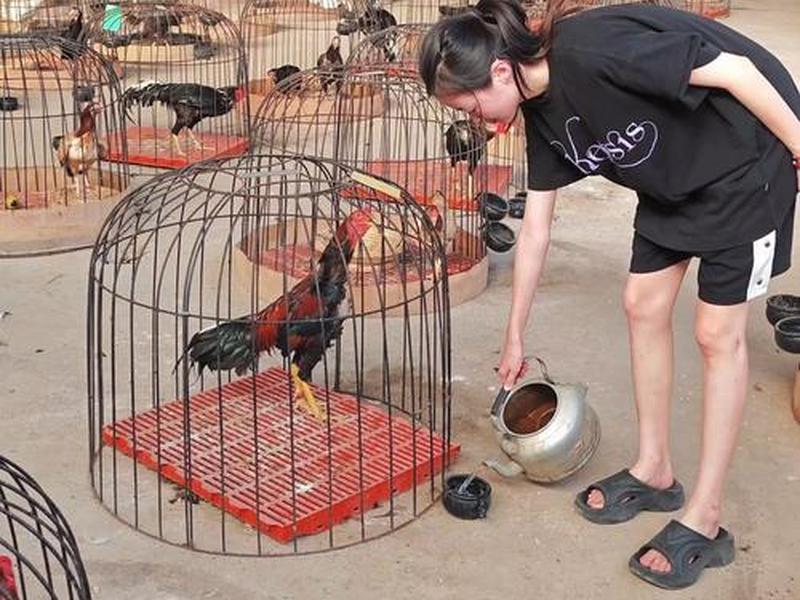 斗鸡搭建，斗鸡舍怎么搭建最好