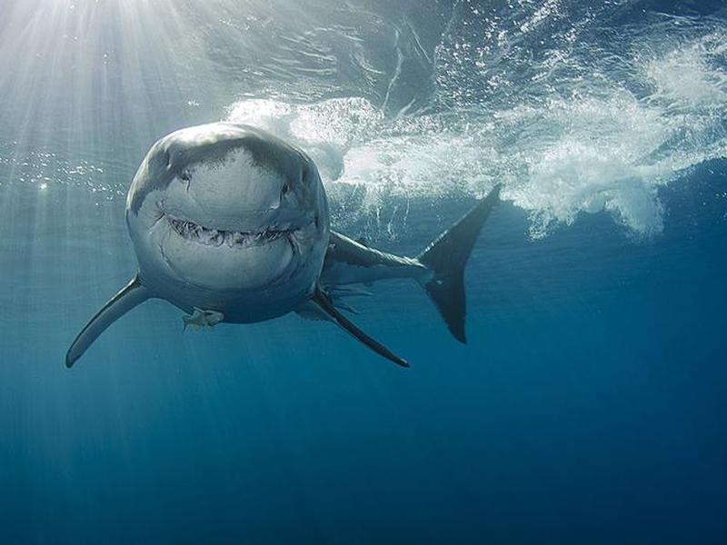 shark browser shark browser