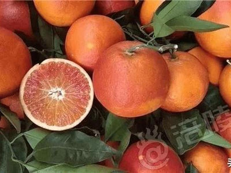 橙子头条账号(橙子头条账号注册) 橙子头条账号(橙子头条账号注册)