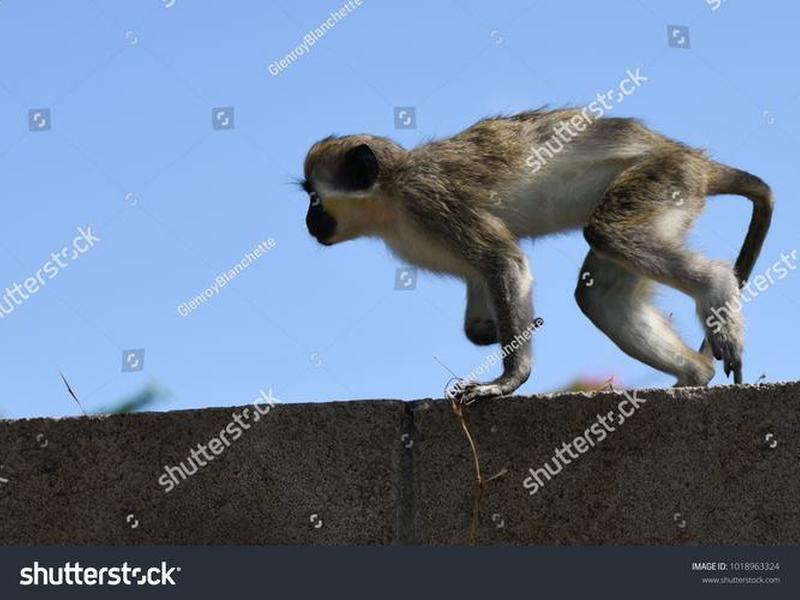 monkey平台 monkeyso官网 monkey平台 monkeyso官网