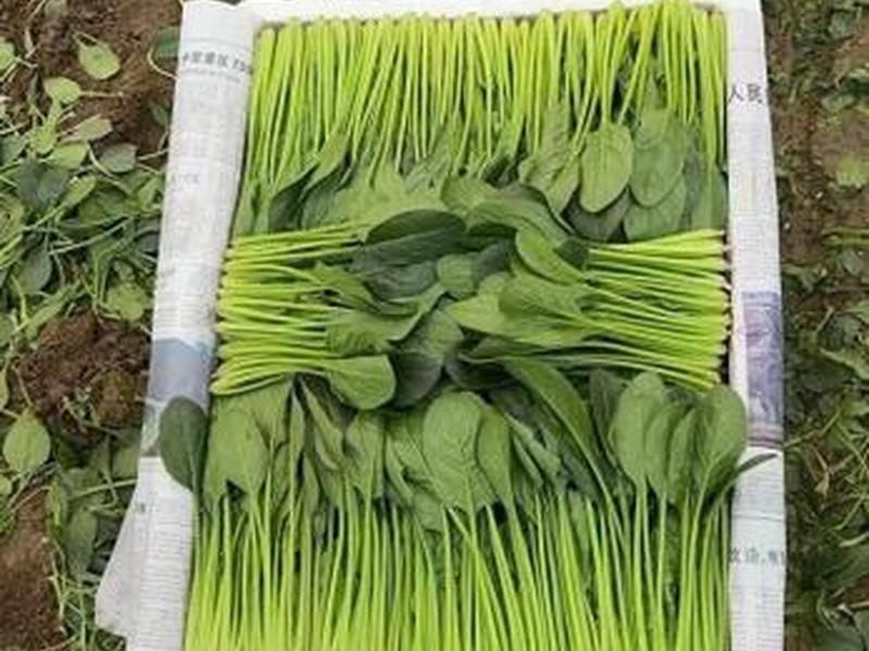 菠菜站是啥,菠菜站是什么 菠菜站是啥,菠菜站是什么