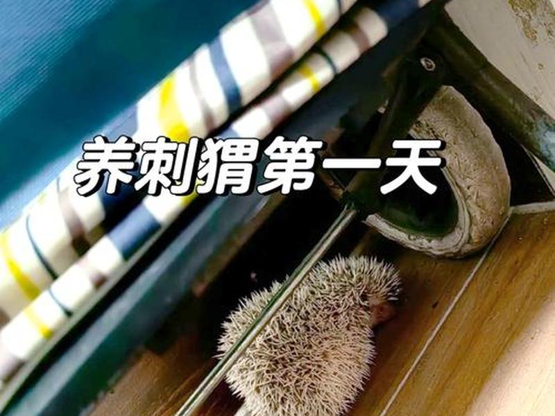 刺猬搭窝过程,刺猬搭窝的过程 刺猬搭窝过程,刺猬搭窝的过程
