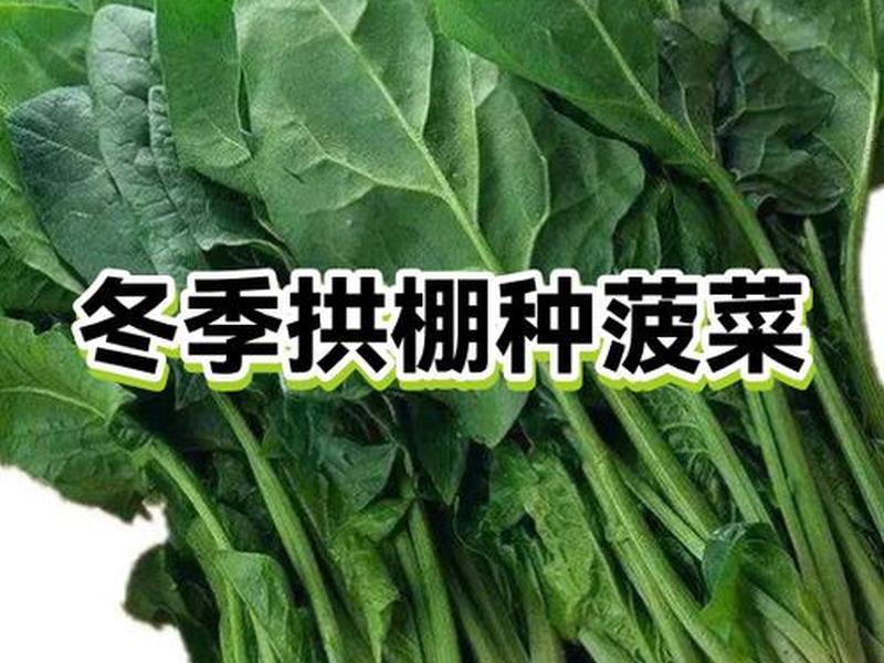 菠菜种植如何盖膜(菠菜种植如何盖膜视频) 菠菜种植如何盖膜(菠菜种植如何盖膜视频)