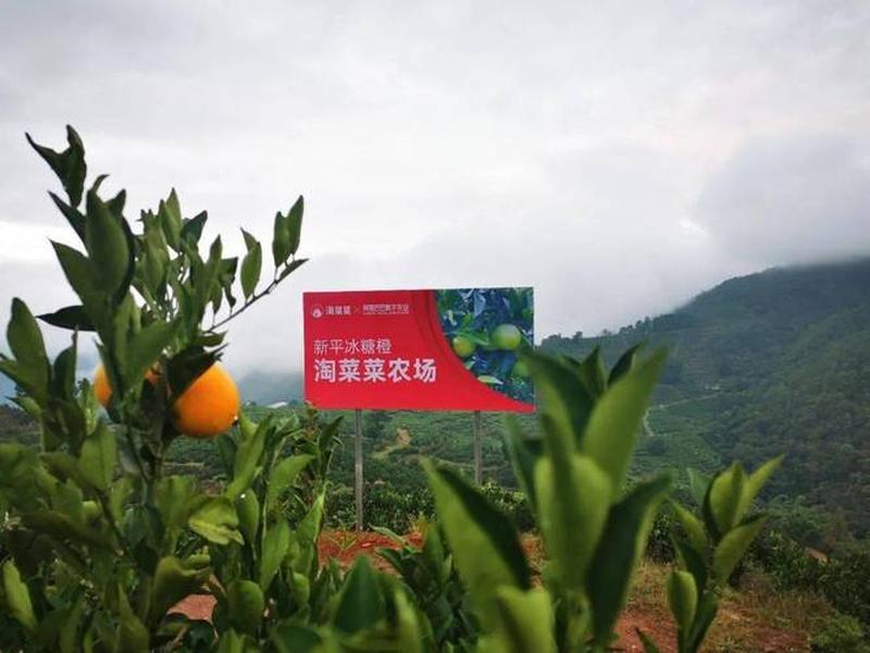 大淘服务是合法的吗;大淘发是真的吗 大淘服务是合法的吗;大淘发是真的吗