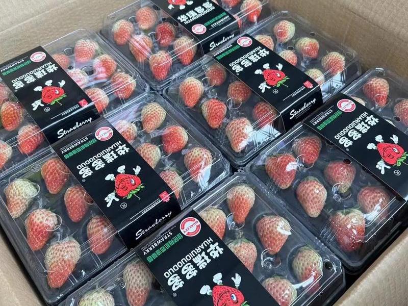 丹东草莓是哪个省哪个市,丹东草莓是哪个省哪个市生产的 丹东草莓是哪个省哪个市,丹东草莓是哪个省哪个市生产的