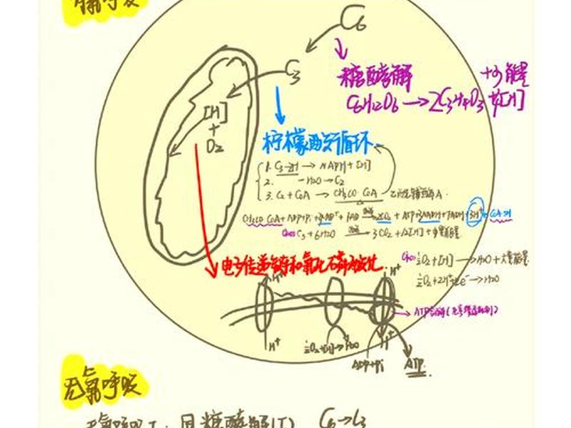 oxygen氧气教程;氧气oxygene oxygen氧气教程;氧气oxygene