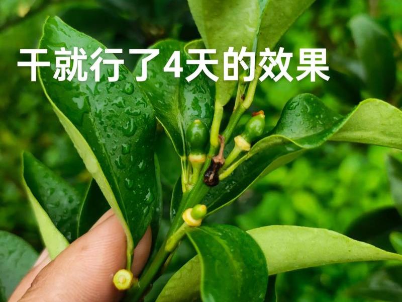 桔子vps 桔子树开花如何去保花保果 桔子vps 桔子树开花如何去保花保果
