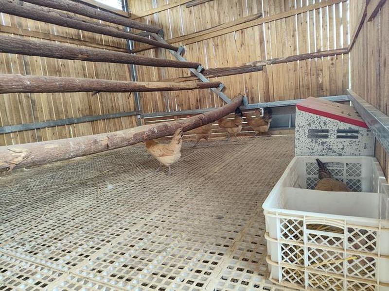 斗鸡搭建，斗鸡舍怎么搭建最好
