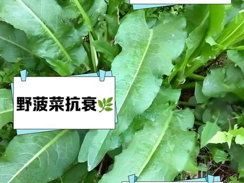 菠菜怎么找资源 去哪找菠菜资源 菠菜怎么找资源 去哪找菠菜资源