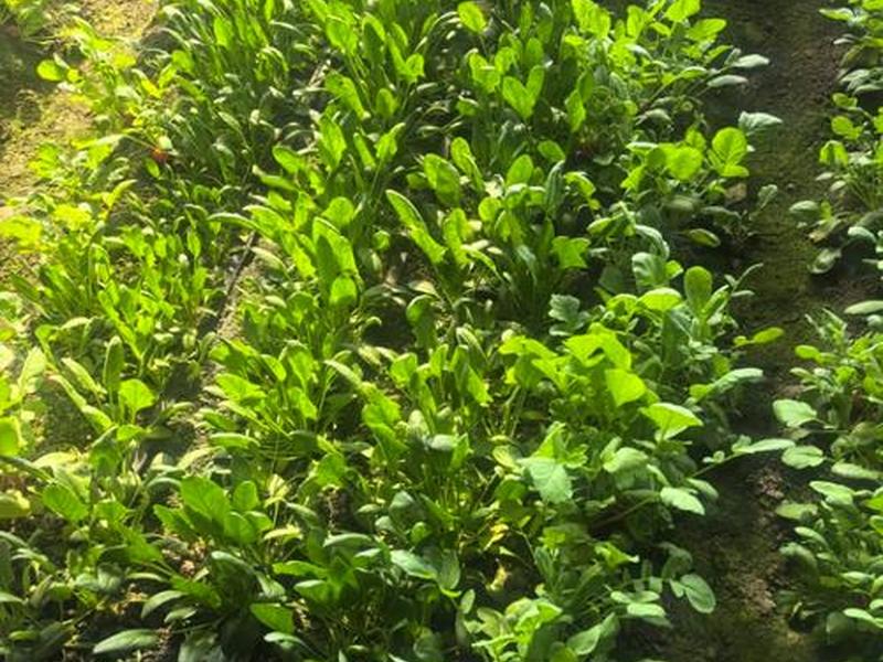菠菜建造;搭建菠菜 菠菜建造;搭建菠菜