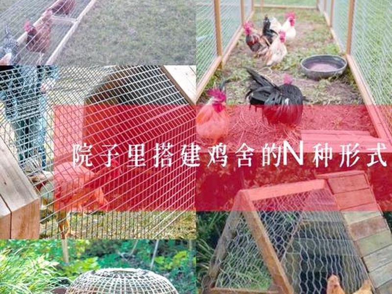 斗鸡简易鸡棚怎么搭建最合适 - 斗鸡简易鸡棚怎么搭建最合适呢 斗鸡简易鸡棚怎么搭建最合适 - 斗鸡简易鸡棚怎么搭建最合适呢