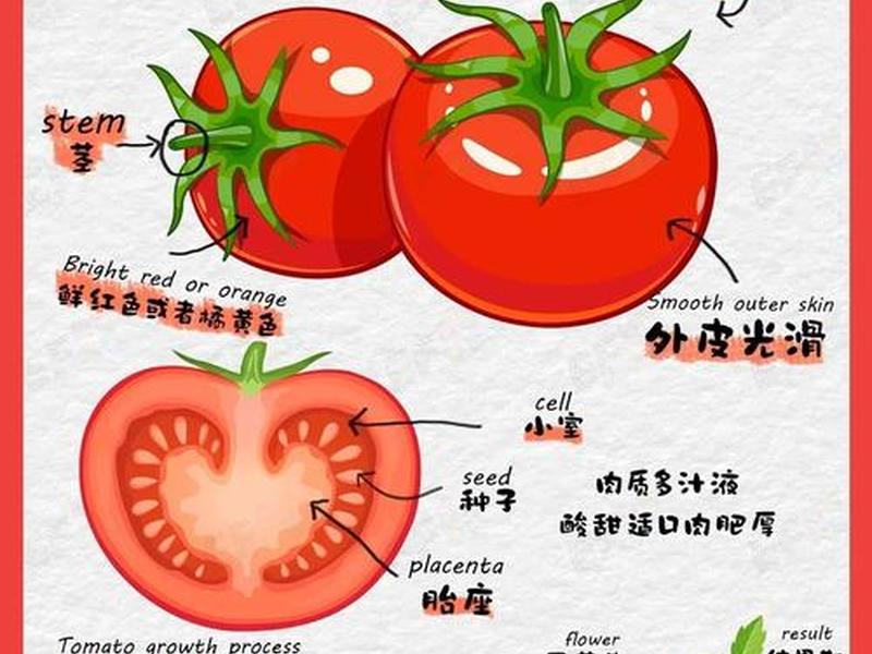 tomato是什么意思(TomATO是什么意思翻译) tomato是什么意思(TomATO是什么意思翻译)