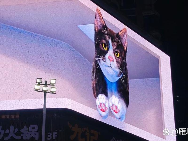 大猫原创、大猫vr 大猫原创、大猫vr
