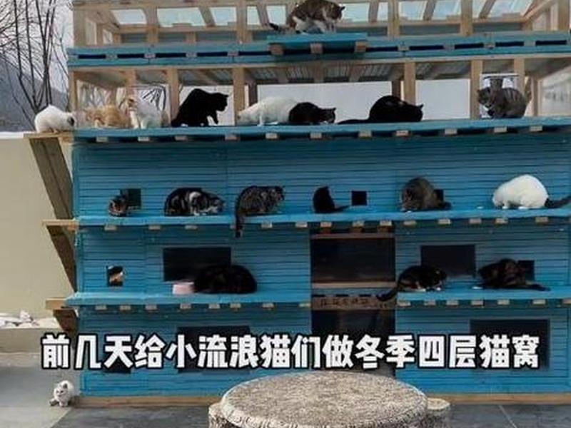 搭建猫窝户外(搭建猫窝户外活动教案) 搭建猫窝户外(搭建猫窝户外活动教案)