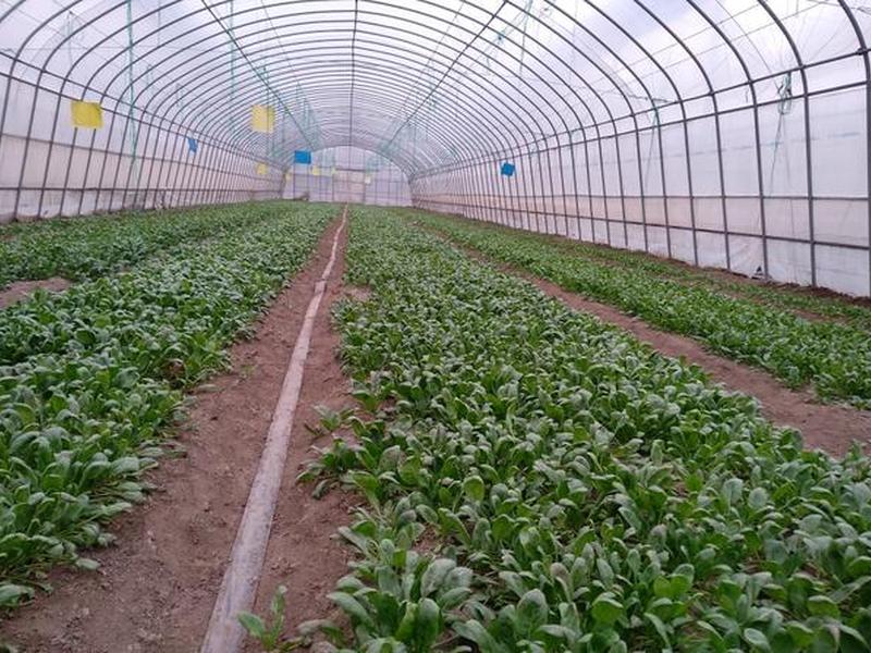 菠菜大棚搭建,菠菜大棚搭建视频 菠菜大棚搭建,菠菜大棚搭建视频