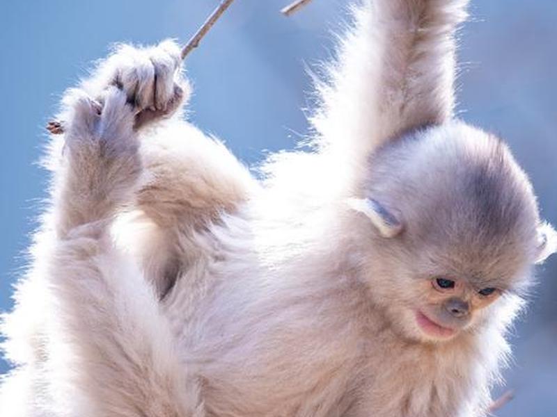 monkeyscript