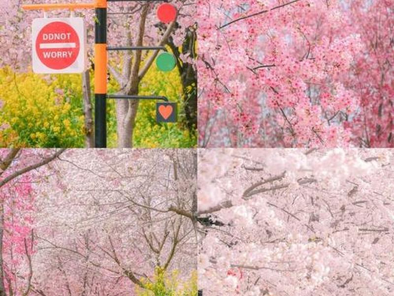 樱花主页(樱花官网主页) 樱花主页(樱花官网主页)