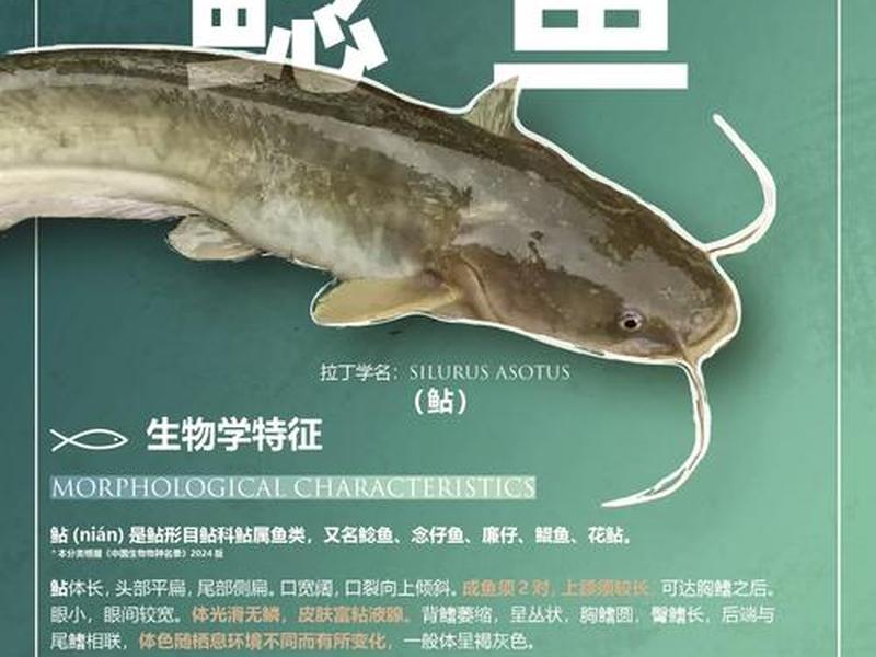 鲶鱼资源;鲶鱼资源丰富吗 鲶鱼资源;鲶鱼资源丰富吗