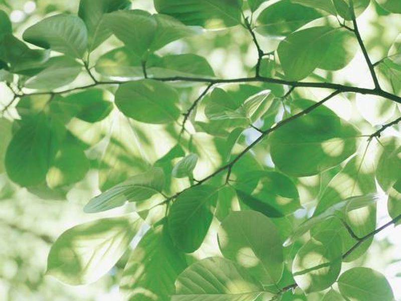 盛夏软件库下载,盛夏软件库下载手机版 盛夏软件库下载,盛夏软件库下载手机版