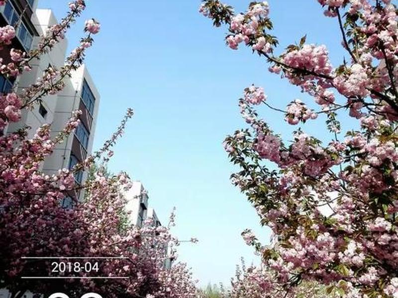 樱花设区、樱花舍区下载