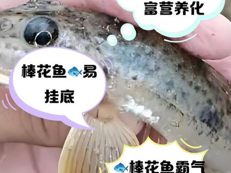 塔木鱼品种介绍 塔木鱼品种介绍视频 塔木鱼品种介绍 塔木鱼品种介绍视频