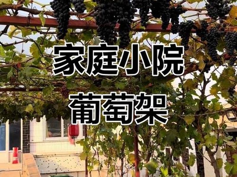 怎么搭建vp;怎么搭建葡萄架 怎么搭建vp;怎么搭建葡萄架
