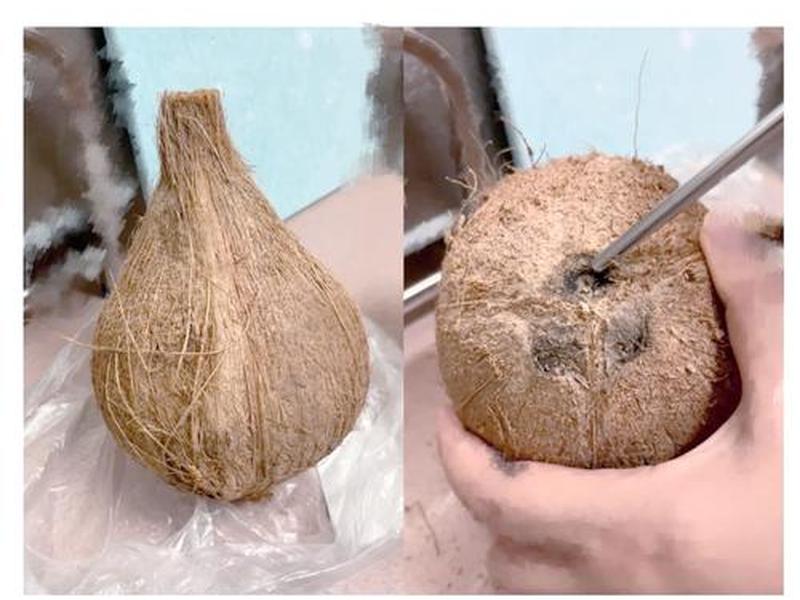 椰子种植打孔方法(椰子种植打孔方法图解) 椰子种植打孔方法(椰子种植打孔方法图解)
