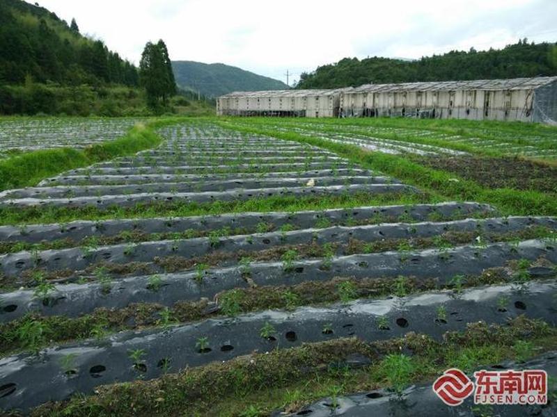 宁德柘荣建站教程,福建宁德柘荣 宁德柘荣建站教程,福建宁德柘荣