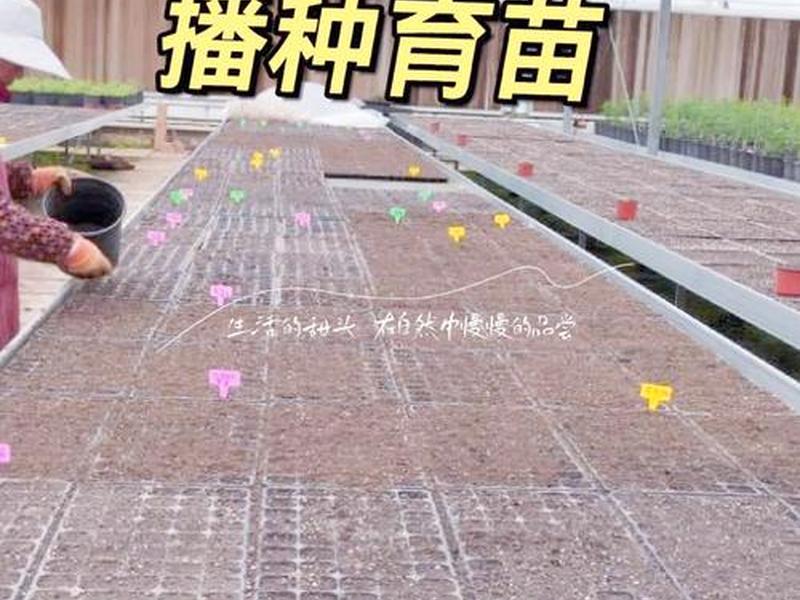 椰枣育苗技术、椰枣育苗技术视频 椰枣育苗技术、椰枣育苗技术视频
