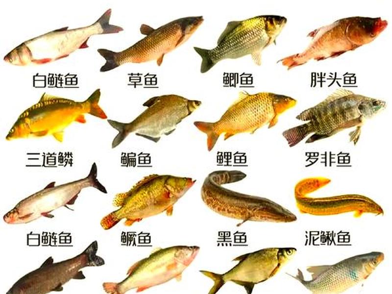 鳎目鱼挑选技巧 - 鳎目鱼怎么挑选 鳎目鱼挑选技巧 - 鳎目鱼怎么挑选