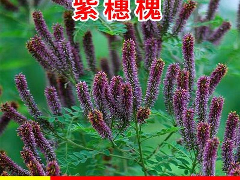 卓天网页登录方法 卓天网页登录方法视频 卓天网页登录方法 卓天网页登录方法视频