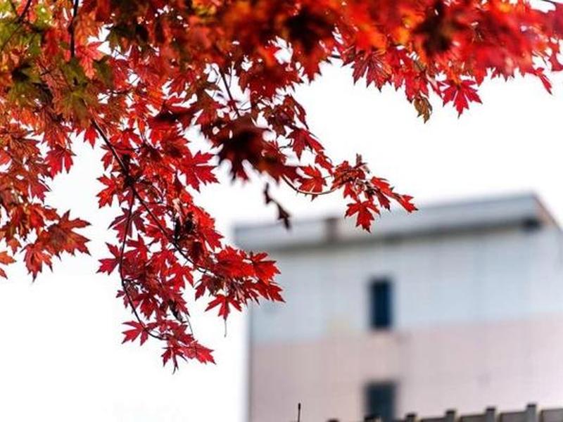 腾讯枫叶怎么样(腾讯枫叶怎么样赚钱) 腾讯枫叶怎么样(腾讯枫叶怎么样赚钱)