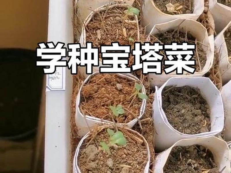 小宝塔怎么种，小宝塔怎么种植方法