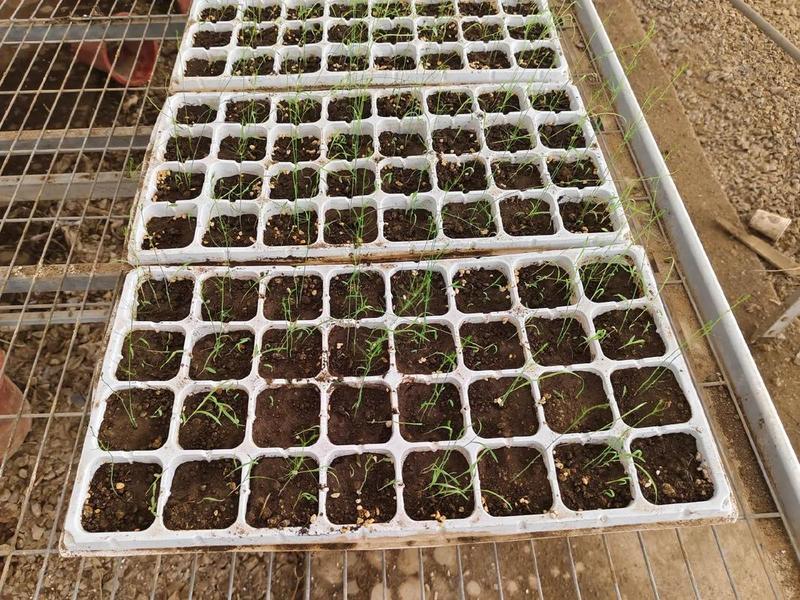 芦蒿种育苗方法(芦蒿种育苗方法图解) 芦蒿种育苗方法(芦蒿种育苗方法图解)