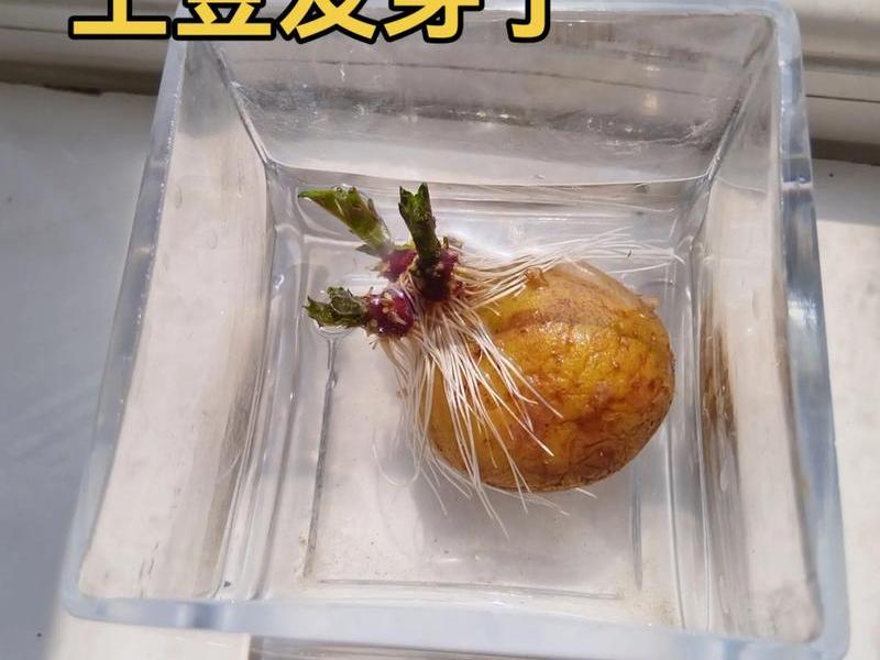 土培土豆视频教程;土培土豆视频教程全集 土培土豆视频教程;土培土豆视频教程全集