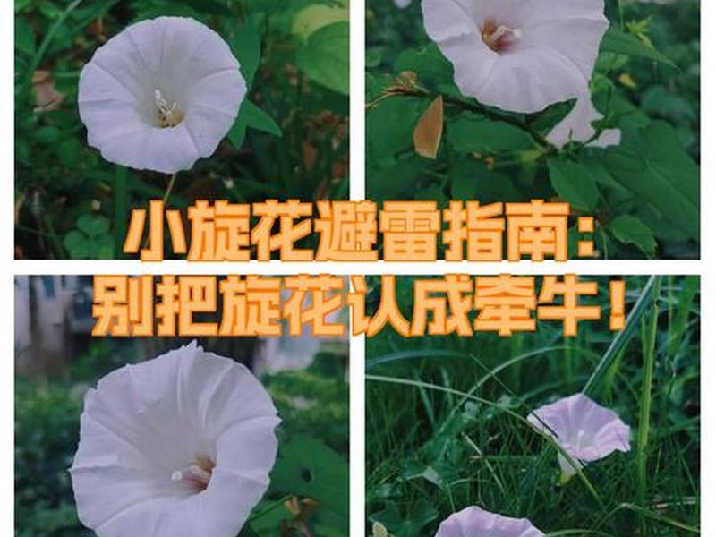 小旋 小旋