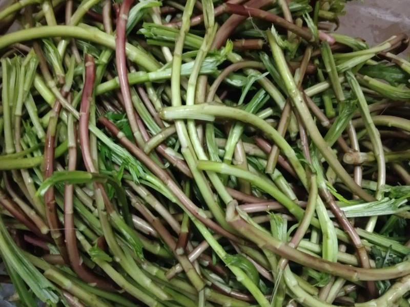 芦蒿苗种植教程、芦蒿苗种植教程图片 芦蒿苗种植教程、芦蒿苗种植教程图片