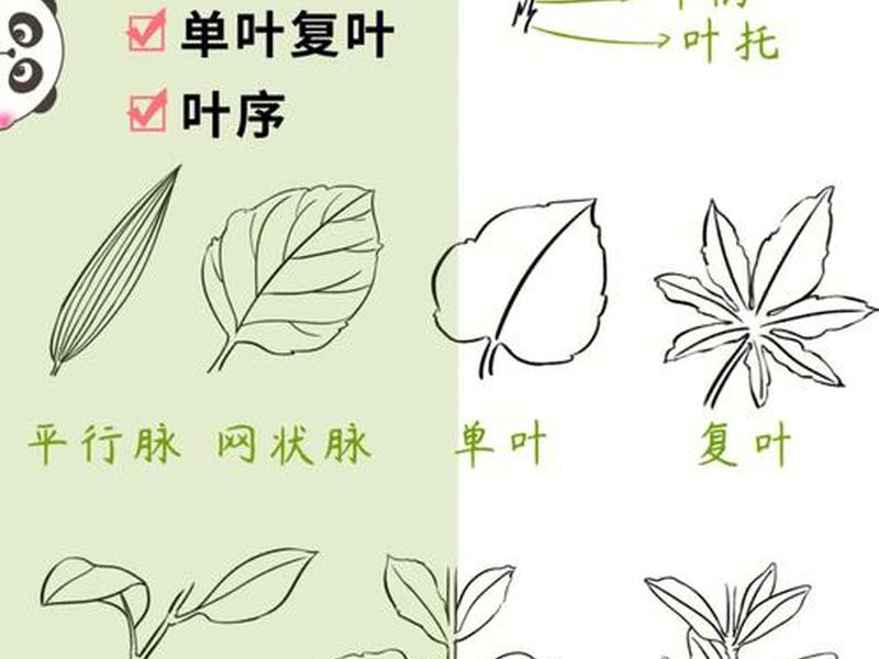 叶子网店铺怎么开通;叶子官网旗舰店 叶子网店铺怎么开通;叶子官网旗舰店