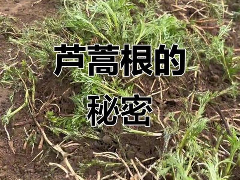 芦蒿苗种植教程、芦蒿苗种植教程图片 芦蒿苗种植教程、芦蒿苗种植教程图片