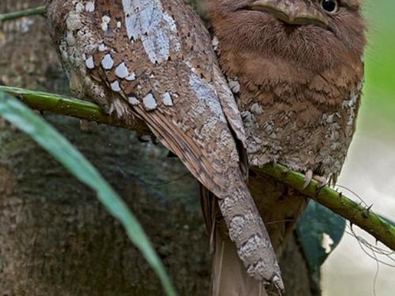 夜鹰教学版,夜鹰教程网 夜鹰教学版,夜鹰教程网