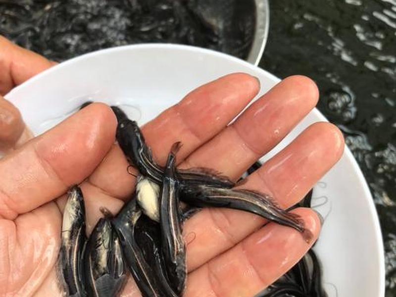 鲶鱼培育 怎样培育鲶鱼苗 鲶鱼培育 怎样培育鲶鱼苗