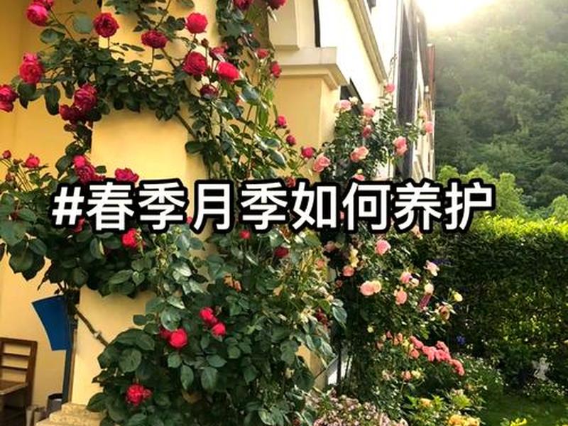 紫虎月季种植方法(紫虎月季种植方法视频) 紫虎月季种植方法(紫虎月季种植方法视频)