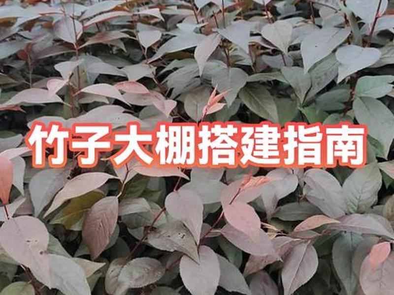 竹子搭建平台教程；竹子搭建平台教程简单